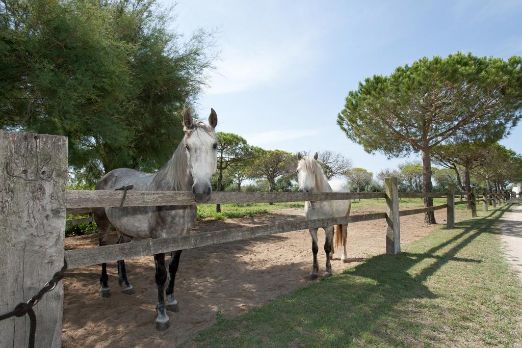 Gites Equestres Lou Caloun - Les Saintes Maries De La Mer Δωμάτιο φωτογραφία